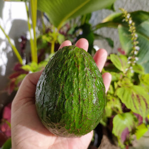 Dole Hass Avocado Buy 5 + 1 FREE
