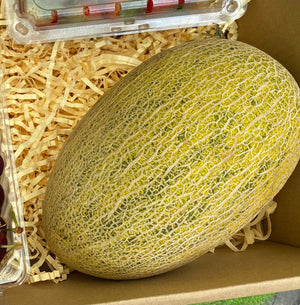 Hami Melon
