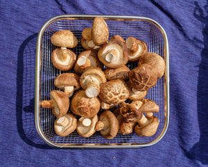 Shiitake Mushroom