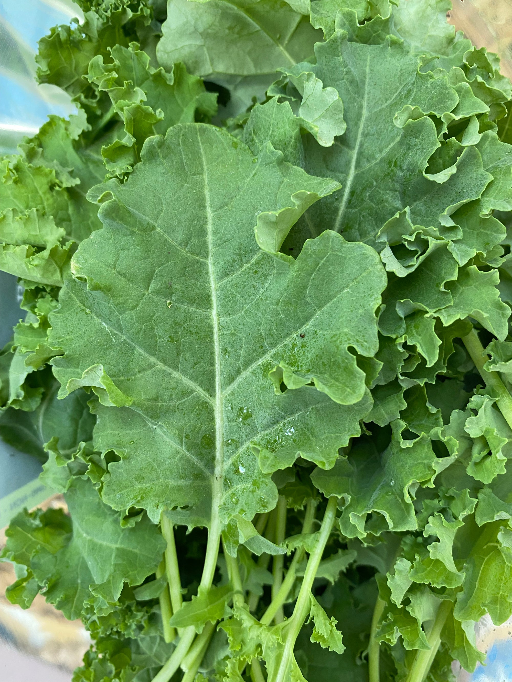 Curly Baby Kale 200g