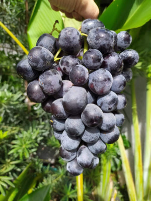 Buy 2 Premium Adora Black Seedless Grapes for 1200
