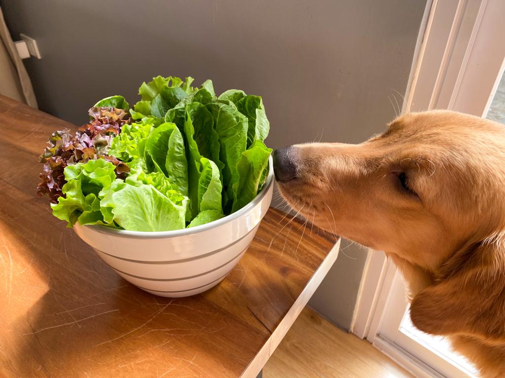Not A Blog About Our Dog Who Loves Lettuce