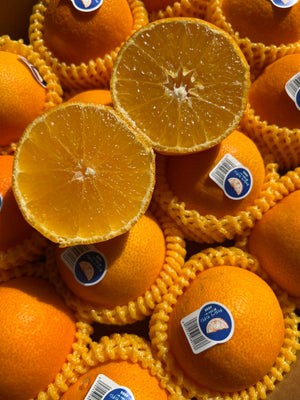 Jelly Mandarin Orange (sold per set)