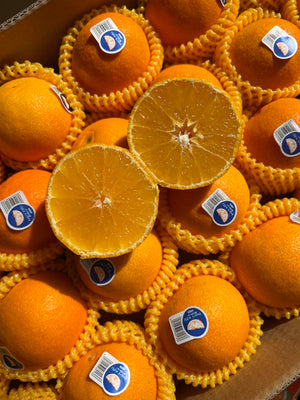Jelly Mandarin Orange (sold per set)