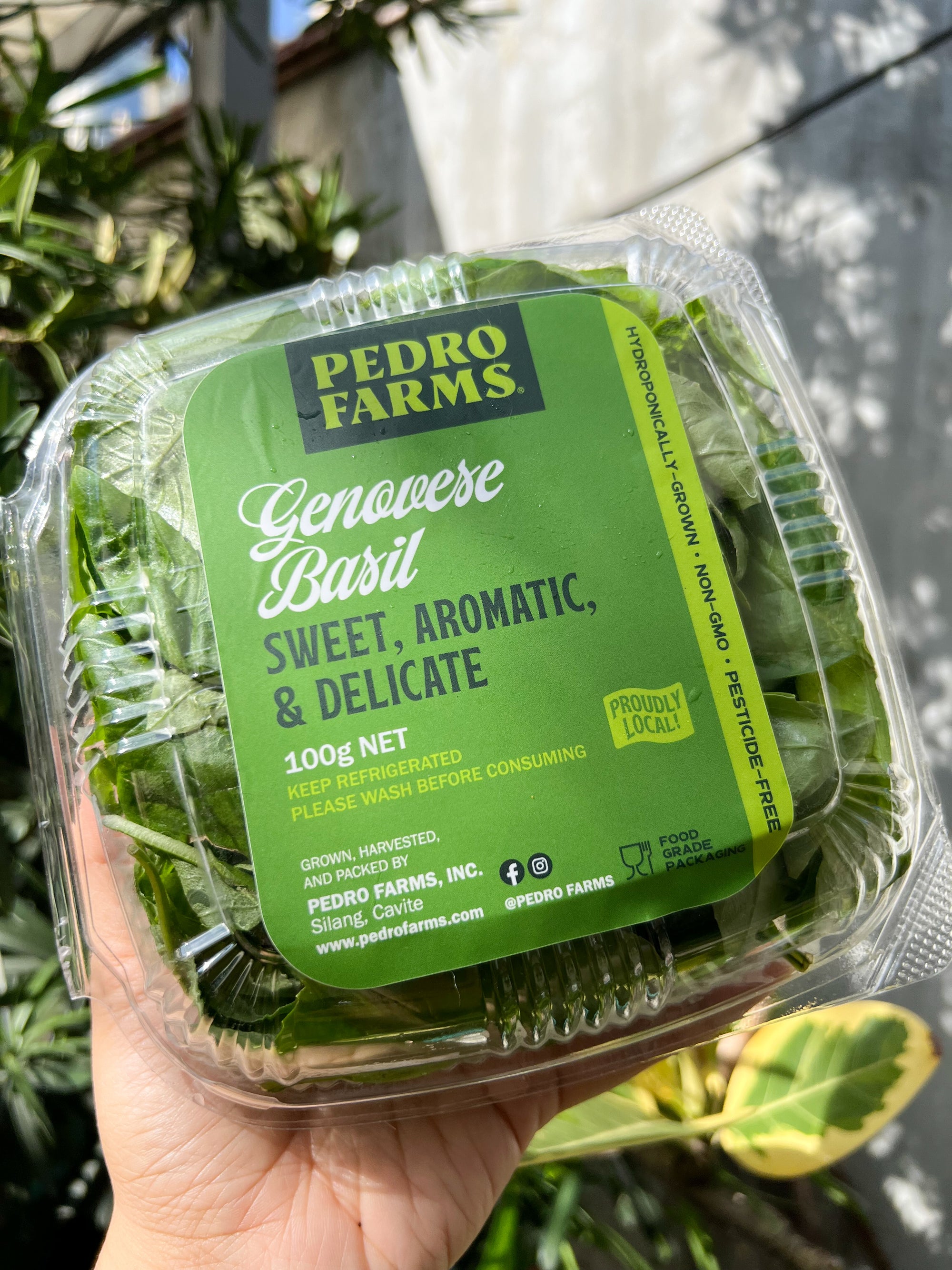 GENOVESE BASIL