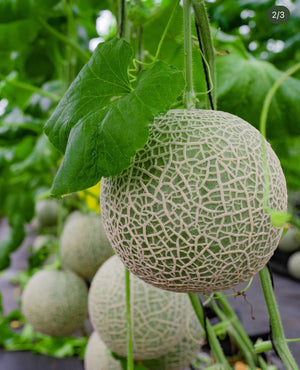 Pedro Farm's Japan Melon