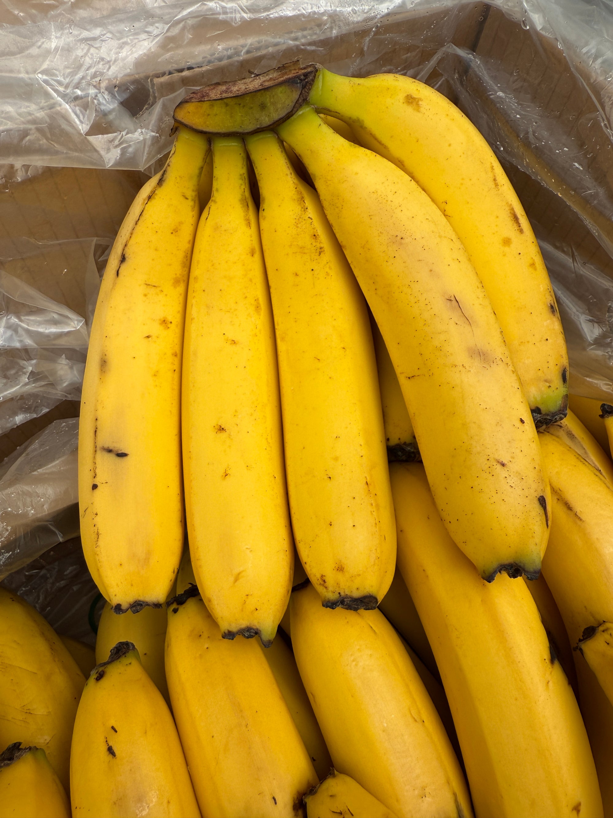 Cavendish Banana