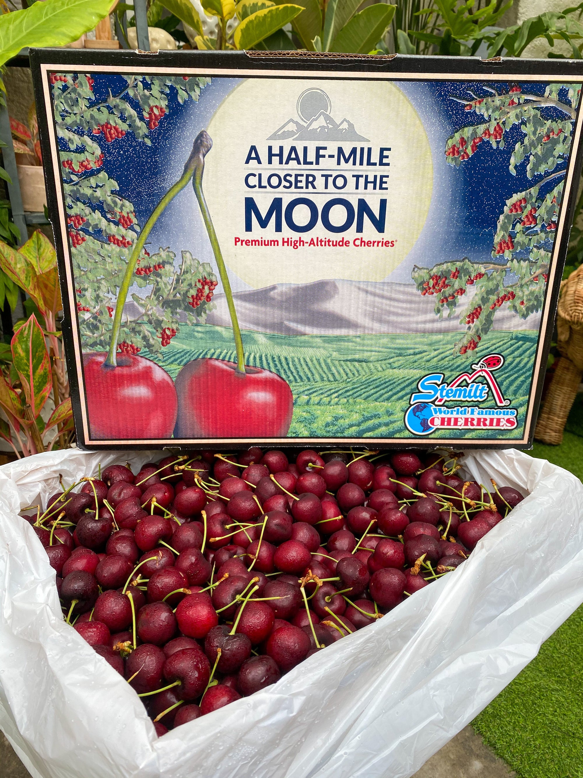US PREMIUM Stemilt Red Cherries By The Box 5kg