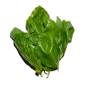 GENOVESE BASIL