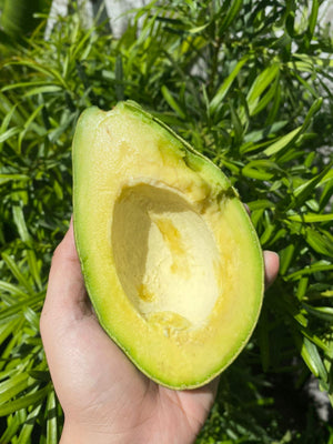 Local Avocado