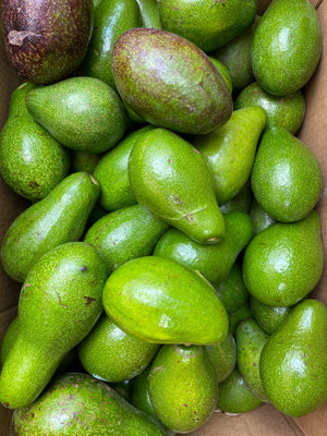 Local Avocado