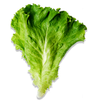 Green Ice Lettuce (sold per pack)