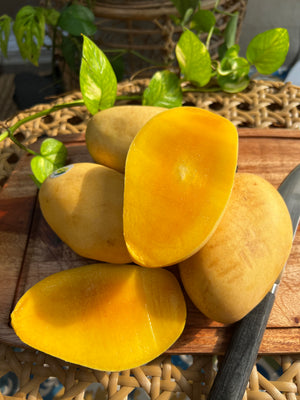 Guimaras Mangoes (Approx 3pcs per 1kg) Semi Ripe to Ripe