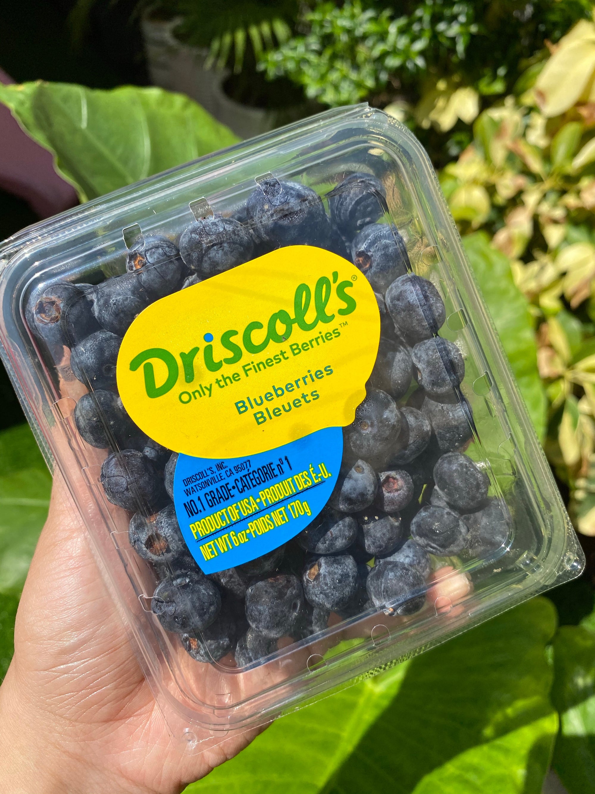 US Driscoll's Blueberries