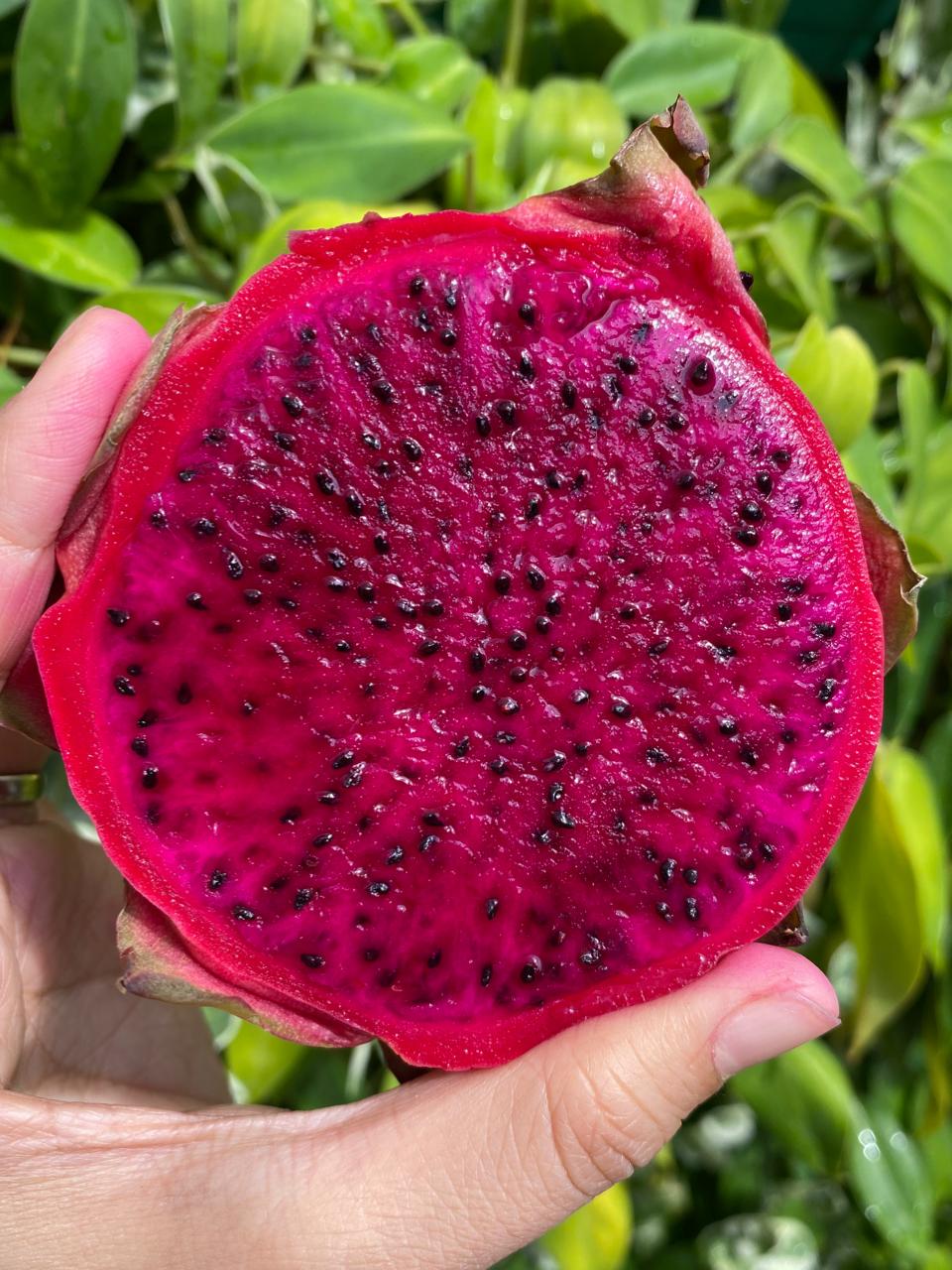 Buy 2 Vietnam Red Dragonfruit for 350