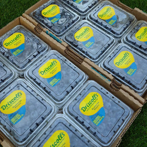 US Driscoll's Blueberries By The Box