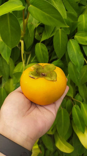 Korean Persimmons By The Box 10kg box