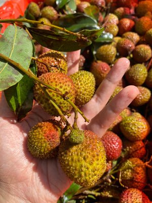 Small Seed Lychees