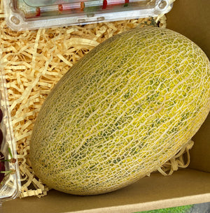 Huge Hami Melon (2.5KG++)