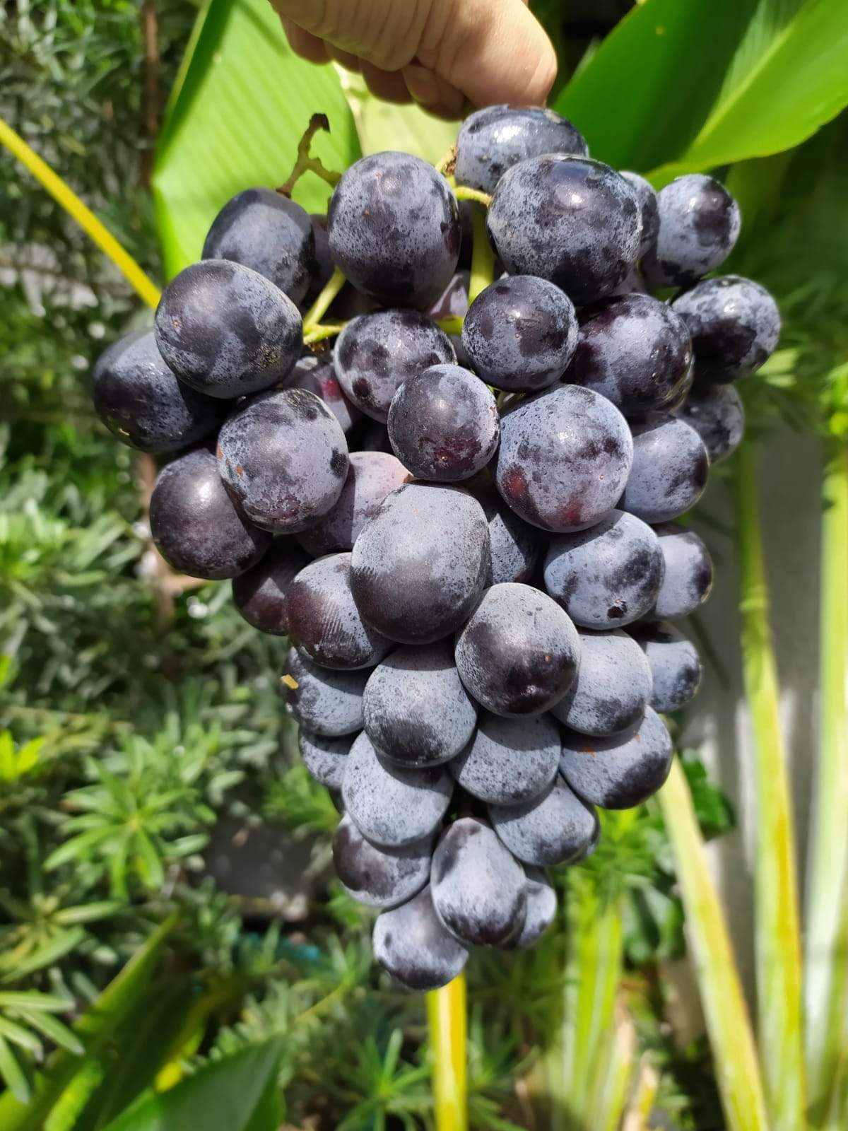 Premium Aussie Adora Black Seedless Grapes