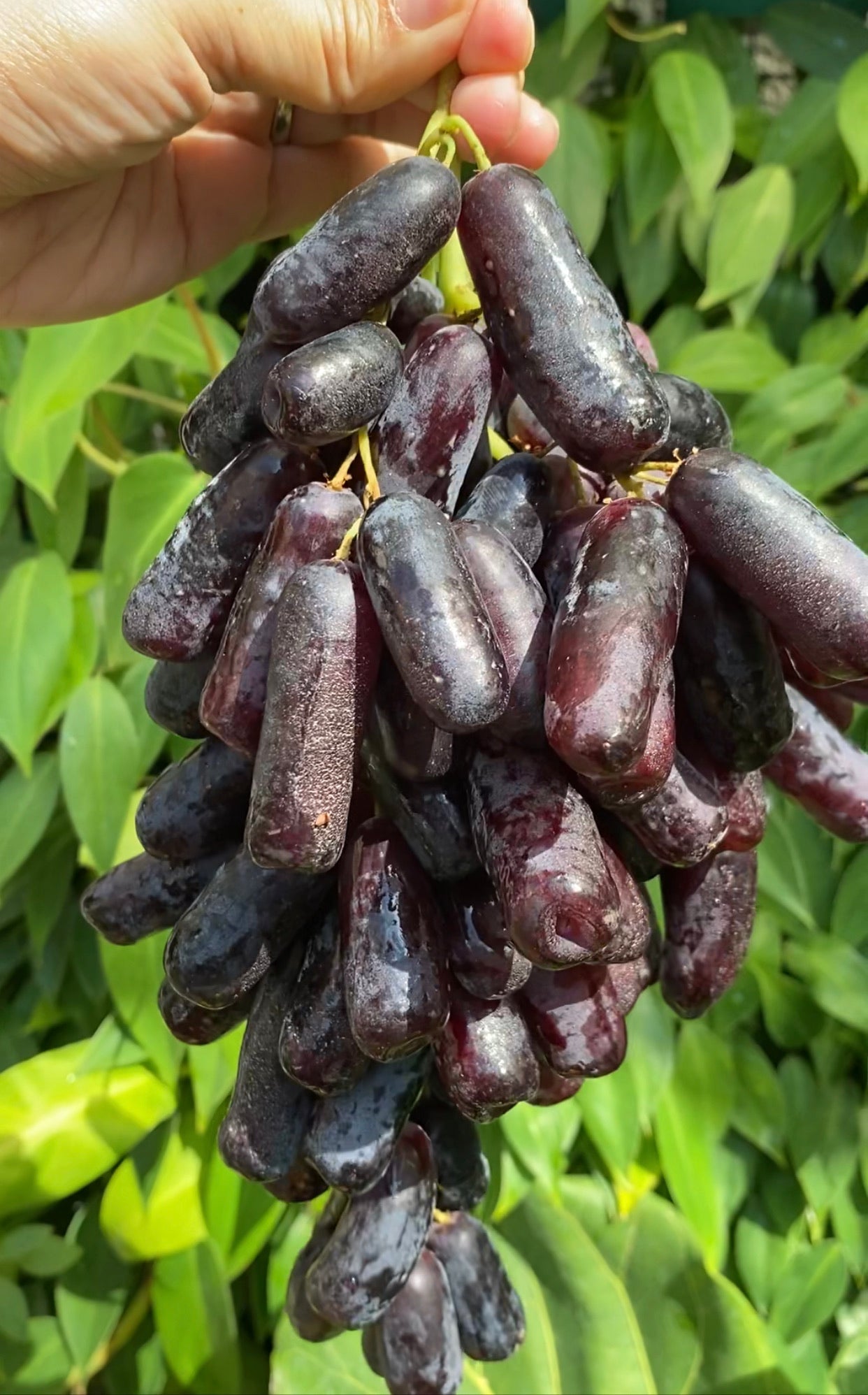 Aussie Black Sapphire Grapes