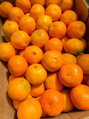 Sunkist Afourer Mandarin (SEEDLESS)