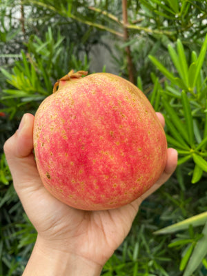 Soft Seeded Red Pomegranates (sold per pc)