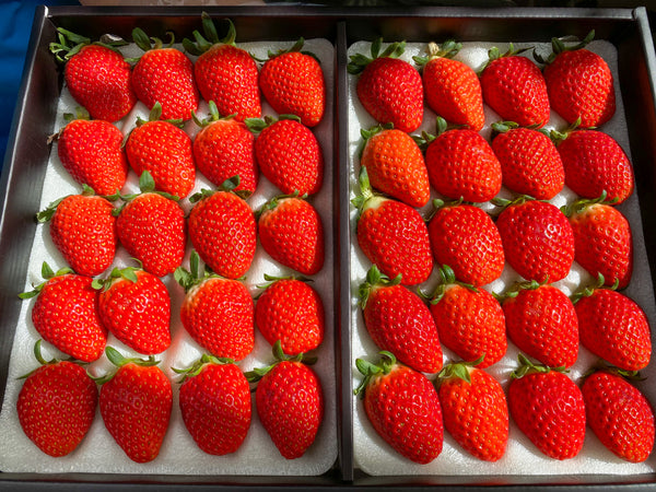 Allfresh Korean Korean Strawberries 820g